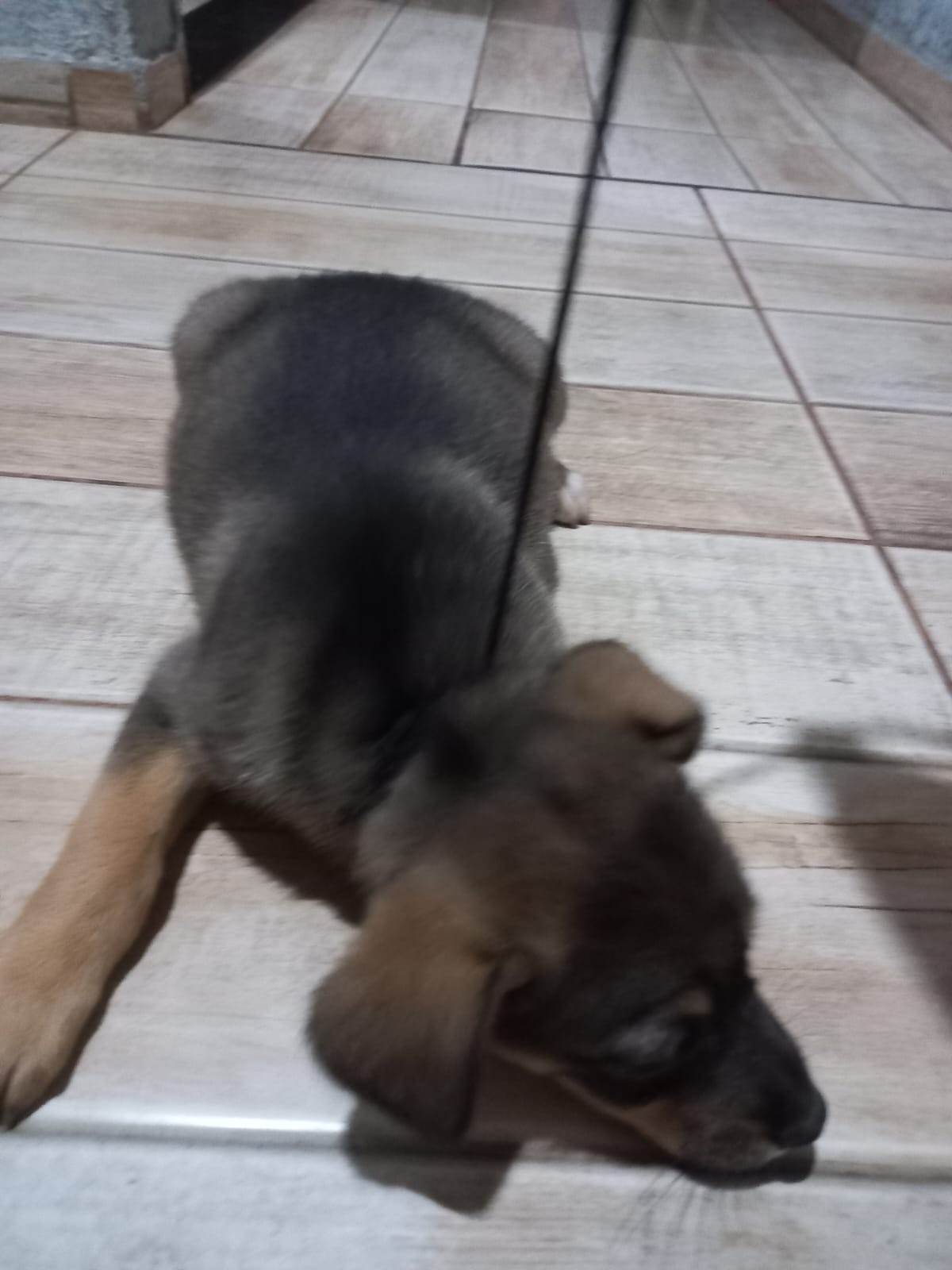 Mel  para adoção | foto 9