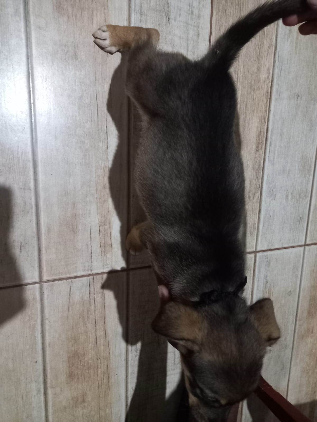 Mel  para adoção | foto 10