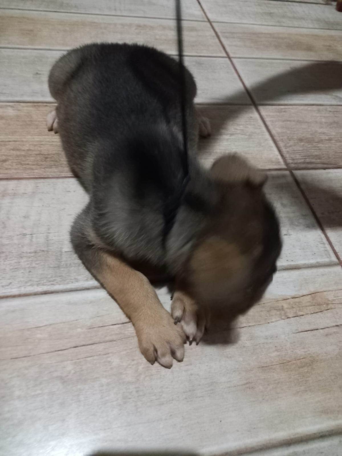 Mel  para adoção | foto 11