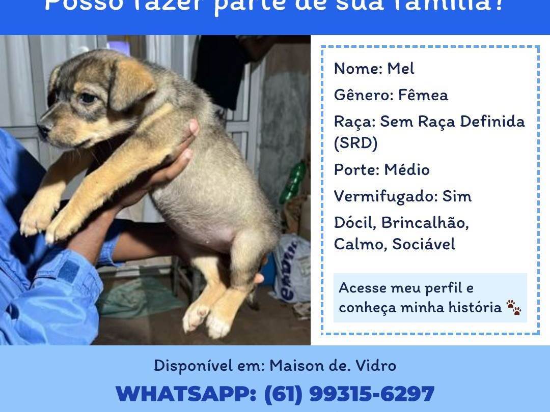 Mel  para adoção | foto 1