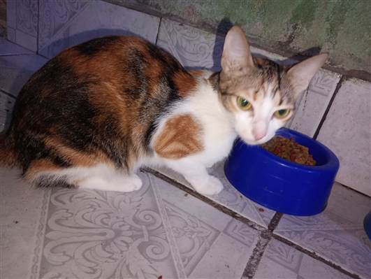 Gato para adoção Fêmea Pequeno 7 a 11 meses