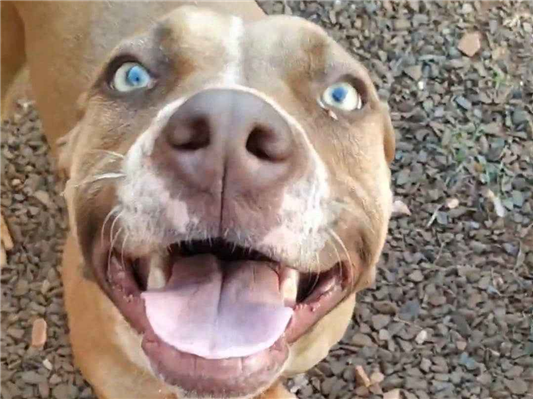 Cachorro cão para adoção Fêmea Médio  3 anos 
