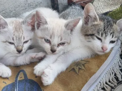 Gato SRD-ViraLata Medio 2-anos