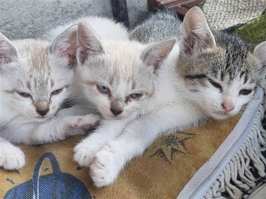 Gato para adoção Fêmea Médio 2 anos