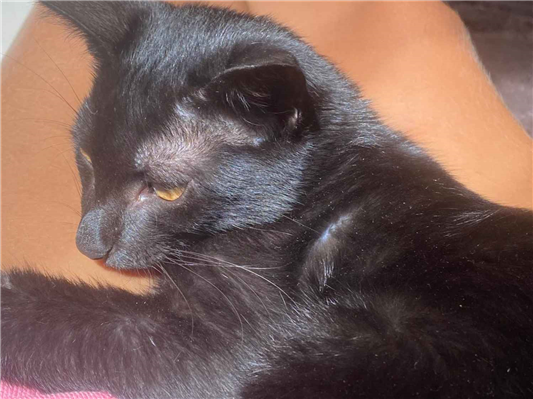 Gato para adoção Macho Médio 2 a 6 meses