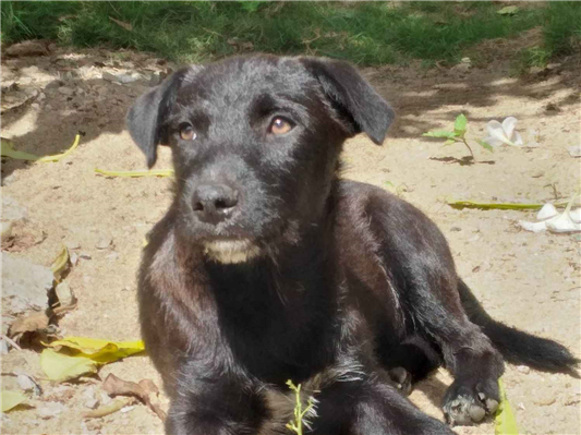 Cachorro cão para adoção Ambos Médio  2 a 6 meses 