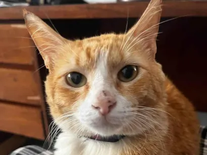 Gato SRD-ViraLata Medio 2-anos