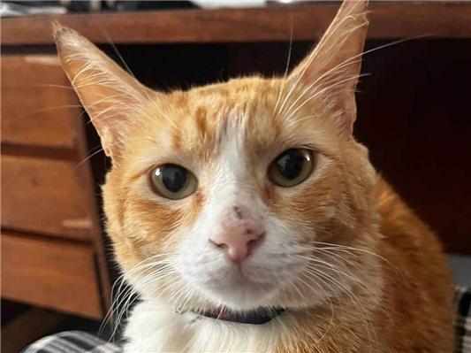 Gato Procura-Perdido Macho Médio 2 anos 