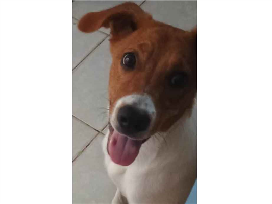 Cachorro cão para adoção Fêmea Médio  7 a 11 meses 