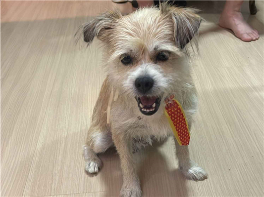 Cachorro cão para adoção Macho Pequeno 1 ano 