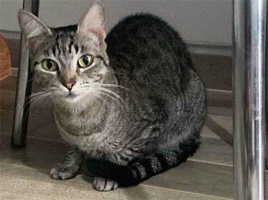 Gato para adoção Fêmea Médio 4 anos