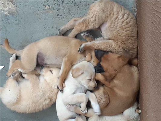 Cachorro cão para adoção Ambos Médio  Abaixo de 2 meses 