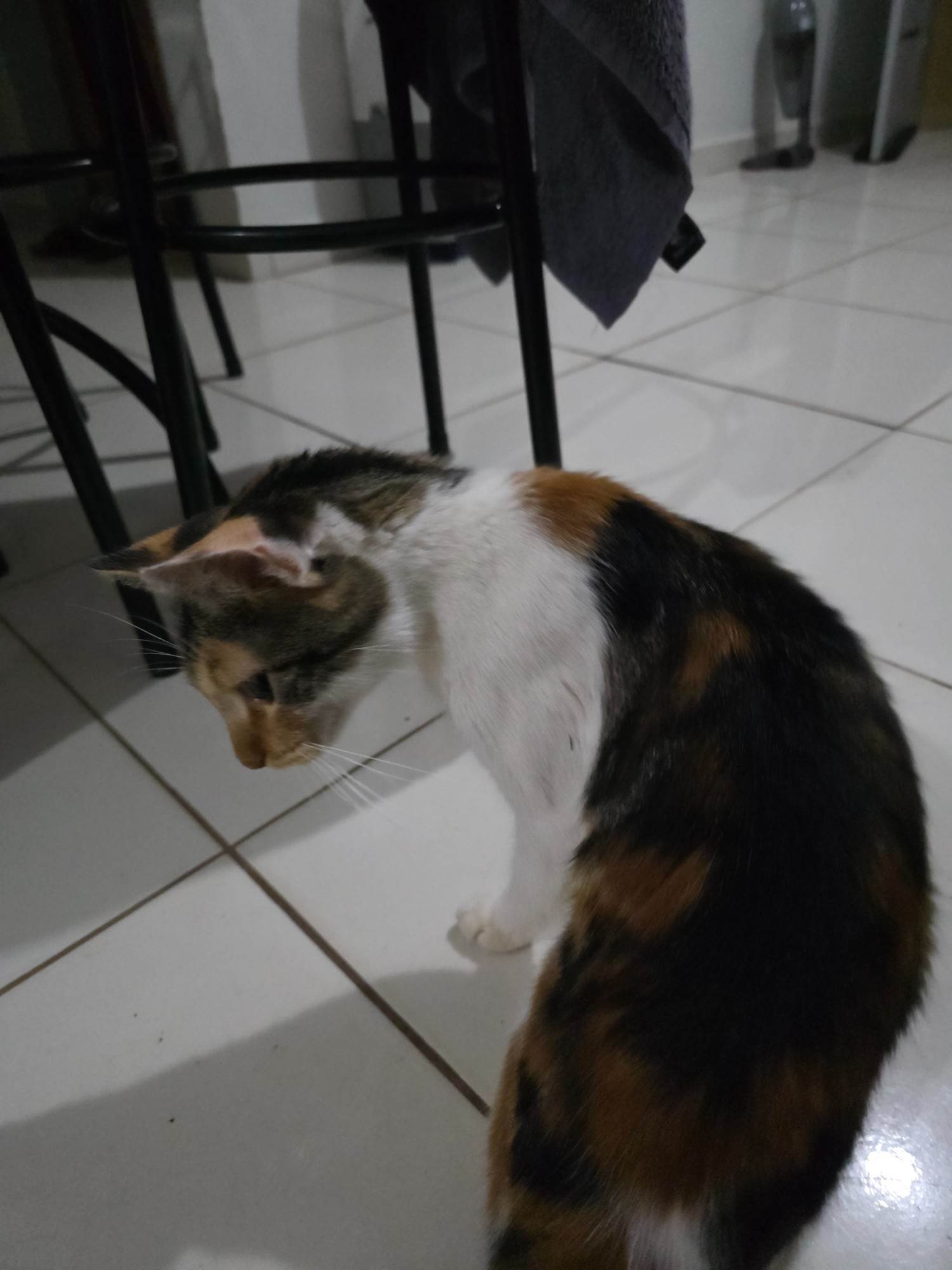 Nina  para adoção | foto 2