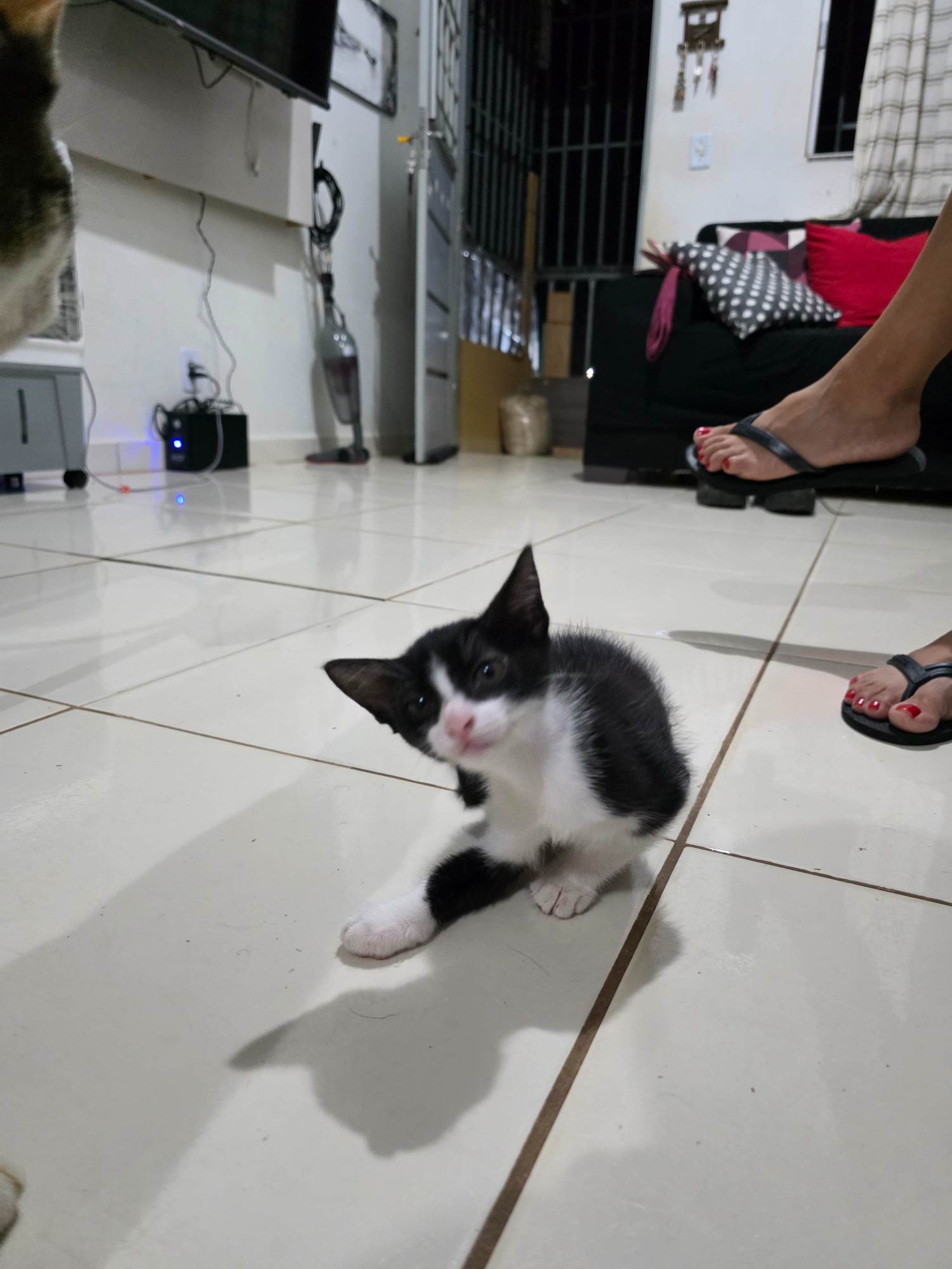Nala (Nome ainda não usado)  para adoção | foto 2