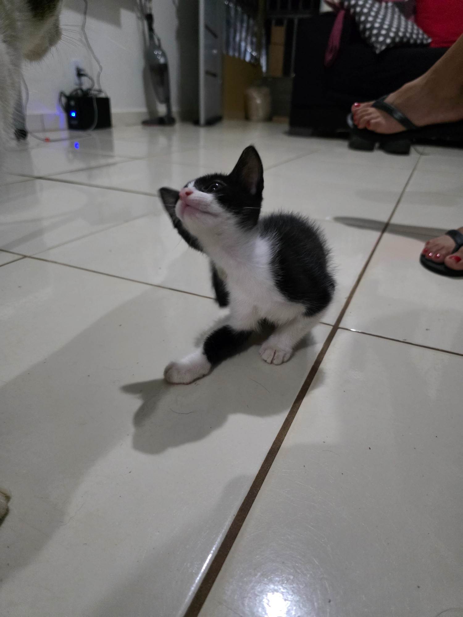 Nala (Nome ainda não usado)  para adoção | foto 3