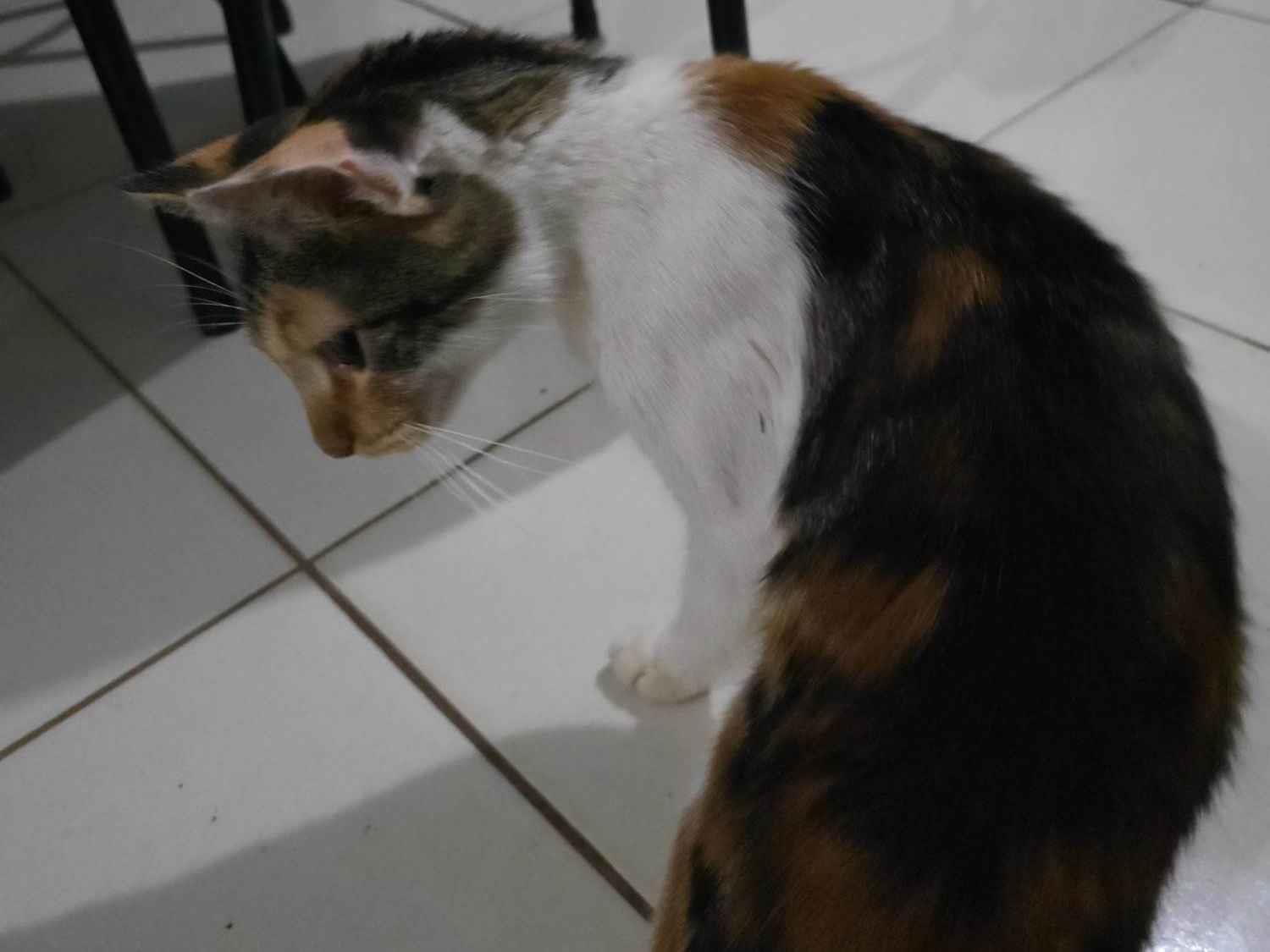 Nina  para adoção | foto 1