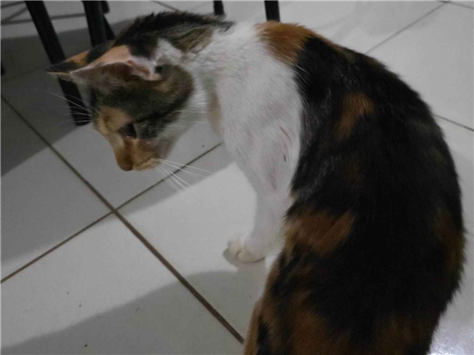 Gato SRD-ViraLata Pequeno 2-anos