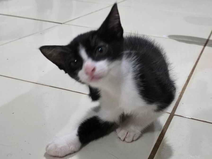 Nala (Nome ainda não usado)  para adoção | foto 1