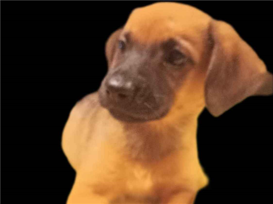 Cachorro cão para adoção Fêmea Médio  2 a 6 meses 