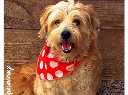 Cachorro cão para adoção Macho Médio  3 anos 