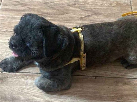 Cachorro cão para adoção Macho Pequeno 4 anos 