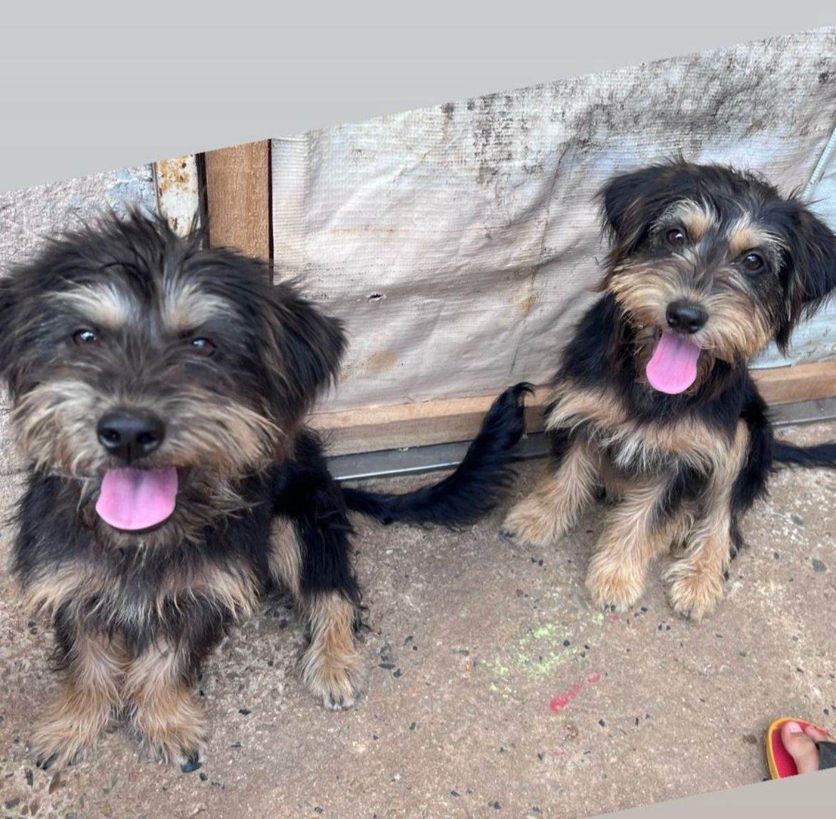 Pretinho e Pretinha  para adoção | foto 2