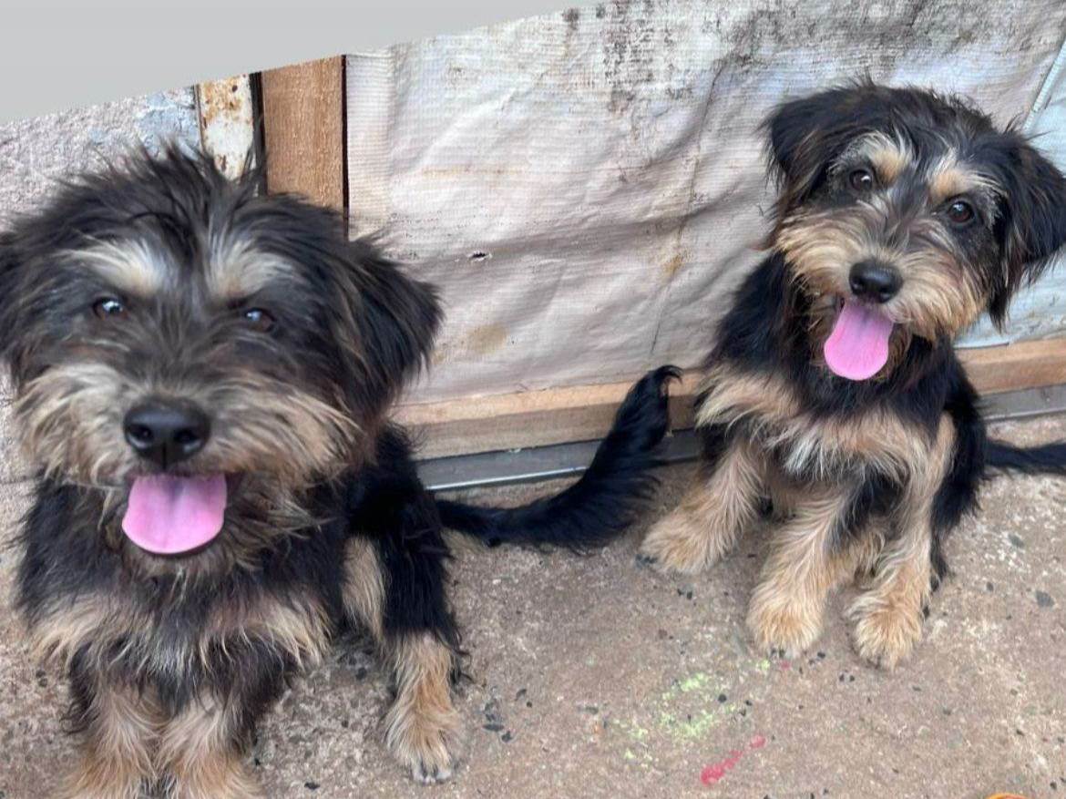 Pretinho e Pretinha  para adoção | foto 1