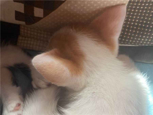 Gato para adoção Macho Médio Abaixo de 2 meses