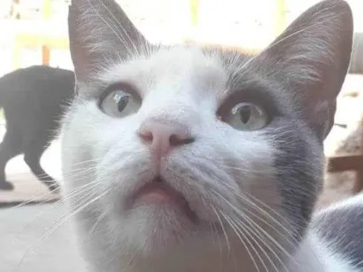 Gato SRD-ViraLata Medio 6-anos-Acima