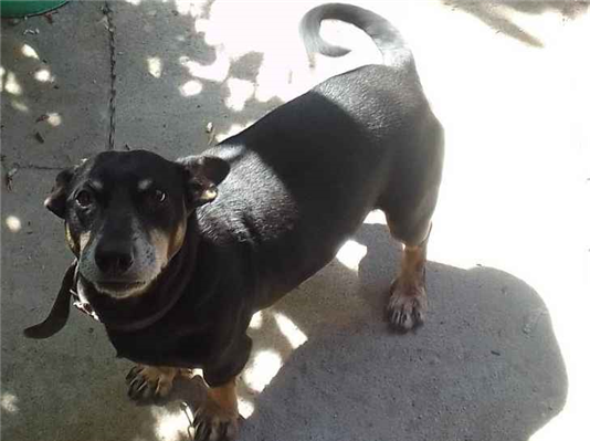 Cachorro cão para adoção Macho Pequeno 3 anos 