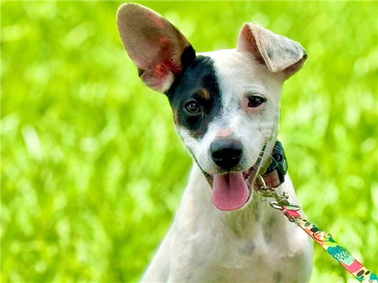 Cachorro cão para adoção Fêmea Pequeno 1 ano 