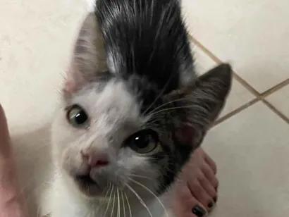 Gato SRD-ViraLata Pequeno 7-a-11-meses