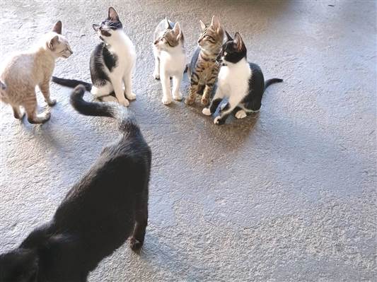 Gato para adoção Ambos Pequeno 2 a 6 meses