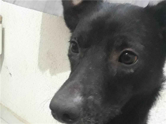 Cachorro cão para adoção Macho Médio  2 anos 