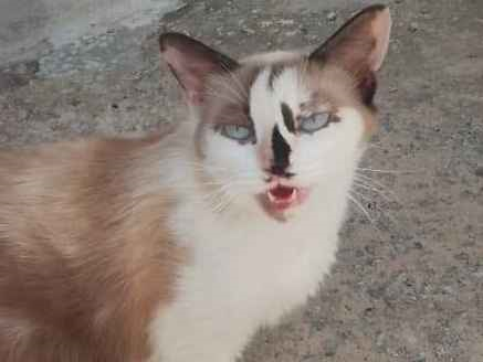 Gato para adoção Fêmea Médio 2 anos