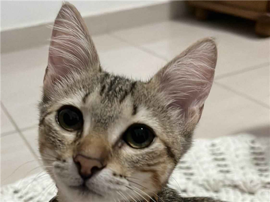 Gato para adoção Macho Pequeno 7 a 11 meses