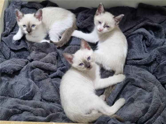 Gato para adoção Ambos Pequeno 2 a 6 meses