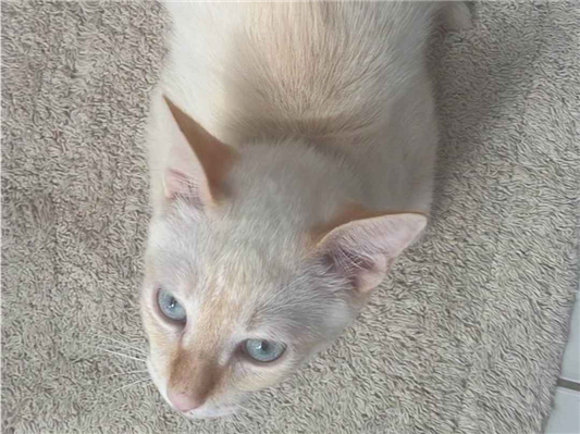 Gato para adoção Macho Pequeno 2 a 6 meses