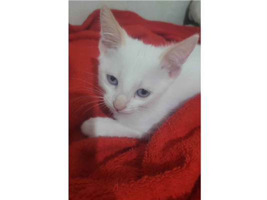 Gato para adoção Fêmea Pequeno 2 a 6 meses