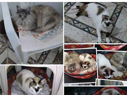 Gato para adoção Fêmea Médio 3 anos