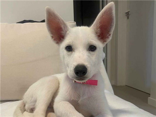 Cachorro cão para adoção Fêmea Médio  2 a 6 meses 