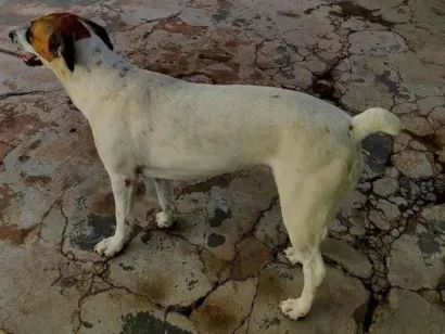 Cao Rottweiler Medio 2-anos