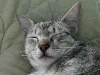 Gato American Shorthair Medio 1-ano
