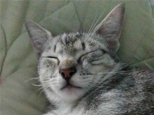 Gato para adoção Macho Médio 1 ano