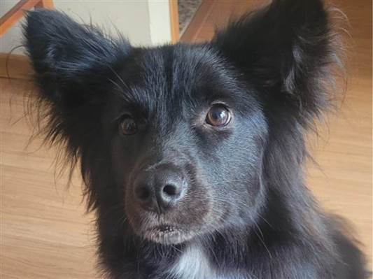 Cachorro cão para adoção Macho Médio  1 ano 