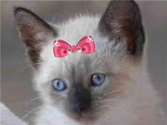 Gato Siamês Pequeno 2-a-6-meses