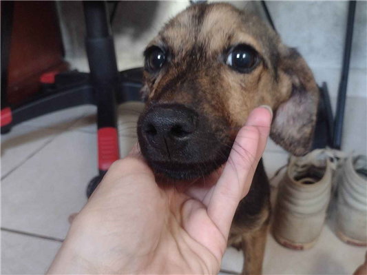 Cao - Macho Pequeno2 a 6 meses