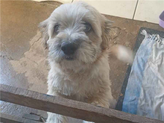 Cachorro cão para adoção Macho Médio  2 a 6 meses 