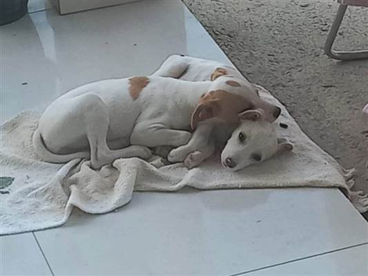 Cachorro cão para adoção Fêmea Pequeno 7 a 11 meses 