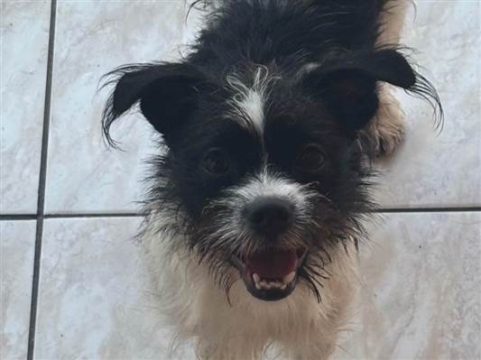 Cachorro cão para adoção Fêmea Pequeno 7 a 11 meses 